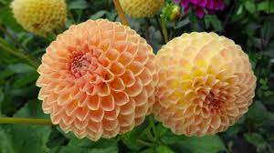 Dahlia Flowers Dahlia Flowers Dahlia Flower
