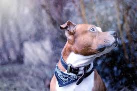 Pin By Alice L On Dog Autumn Dogs Animals Pitbulls
