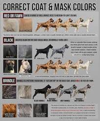 American Bully Colors Chart Happy Living