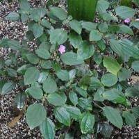 Image result for Calvoa