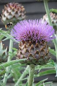 Pin On Cardoon