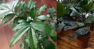 I suspect the 'natal' part of the name is a sneaky way of saying this is really. 8 Best Trees You Can Grow Indoors As Plants Gardening Channel
