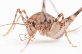 Their large numbers however does not pose a threat to humans, and may in. Cannibal Crickets Asian Insects Now Found Across Eastern Us Trending News Latin Post Latin News Immigration Politics Culture
