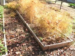 Notwithstanding that the foliage of climbing asparagus fern looks beautiful and delicate, this plant is an to my horror i found that one oleander tree was dead; Winter Care For Your Asparagus Beds Sensible Survival