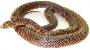 Pseudechis Australis Snake Animals Australian Animals