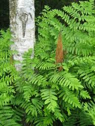 Image result for Osmundaceae