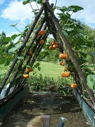 Trellising the vines is an option if there is limited space for growing pumpkins. 11 Growing Passion Fruit Ideas Growing Passion Fruit Garden Trellis Passion Fruit