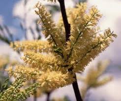 Image result for Elephantorrhiza goetzei