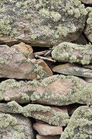 Dry stone, sometimes called drystack or, in scotland, drystane, is a building method by which structures are constructed from stones without any mortar to bind them together. How To Build A Mini Stone Wall The Wildlife Trusts