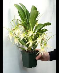 Image result for Angraecum