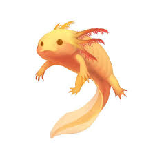 We would like to show you a description here but the site won't allow us. Axolotl Wallpapers Top Free Axolotl Backgrounds Wallpaperaccess