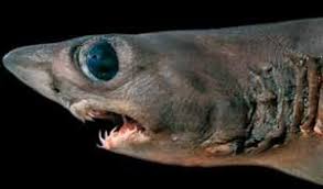 We did not find results for: Resultado De Imagen De Tiburon Duende Crocodile Shark Shark Pictures Shark