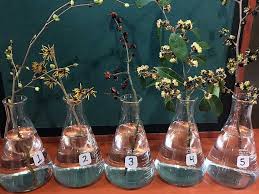 Image result for Hamamelidaceae