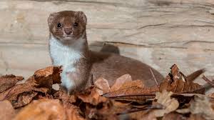 4 mal pro stunde aufgerufen. Abenteuer Wildnis Geheimnisvoller Garten Fruhlingserwachen Natur Exclusiv Br Fernsehen Fernsehen Br De