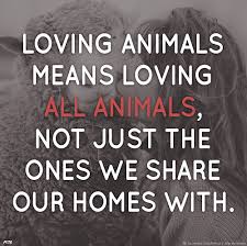 Image Associee Animal Quotes Animal Rights Animal Cruelty