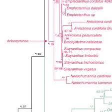 Image result for Neoschumannia cardinea