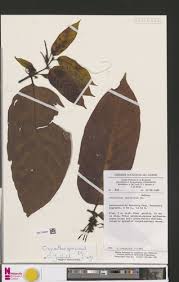 Image result for Oxyanthus speciosus