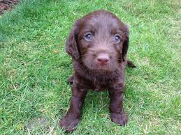 Mini labradoodle and teacup labradoodle puppies love to use their brains when they play. Miniature F1 Chocolate Labradoodle Puppies Bournemouth Dorset Pets4homes