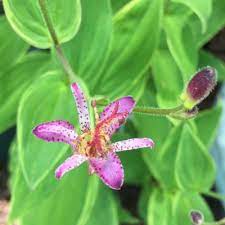 Another benefit of growing flowering trees in zone 9 is that with the warm climate you can select trees that bloom in any season. Zone 9 Flowers For Shady Gardens Growing Flowers In Zone 9 Part Shade