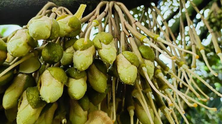 Sầu riêng xổ nhụy gặp mưa trái mùa