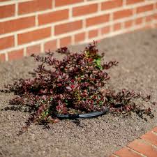Image result for Berberis thunbergii