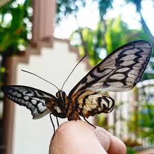 Secara asasnya, berikut adalah rancangan pengajaran harian yang dicadangkan. Kisah Fiona Kami Si Rama Rama Cerita Ceriti Ceritu Mamapipie