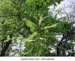 Image result for Acacia mearnsii
