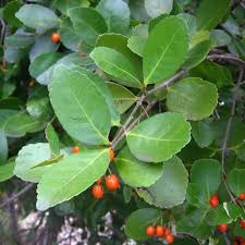 Image result for Elaeodendron