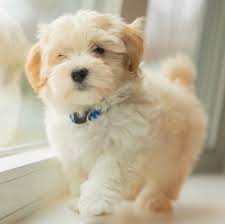 These are vigorous dogs with a lively, springy gait. Bonita Havanese Home Facebook