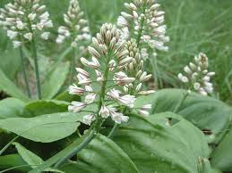 Image result for Eriospermum roseum