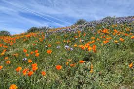 Maybe you would like to learn more about one of these? Hd Wallpaper Poppies Desert Wildflower Spring Nature Lancaster California Wallpaper Flare