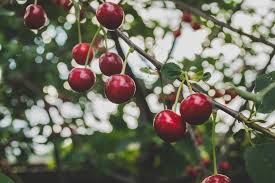 Fruit apple apple tree tree nature branch fruits ripe healthy 8,543 free images of fruit tree / 86 ‹ › 100 Fruit Tree Pictures Download Free Images On Unsplash