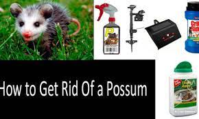 Please note it is illegal in many states to. How To Get Rid Of Possums 5 Best Ways And Top 7 Repellents In 2021
