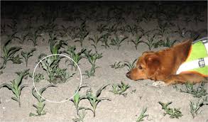 But i'm not on a private server. Detecting Small And Cryptic Animals By Combining Thermography And A Wildlife Detection Dog Scientific Reports