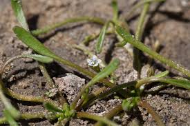 Image result for Limosella