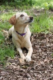 fotograf doga dis mekan dusmek kopek yavrusu hayvan yaz evcil hayvan bahar memeli sari omurgali labrador kopegi basibos kopek turu terrier geri cagirici kurtarmak sokak kopegi memeli gibi kopek 2000x3000