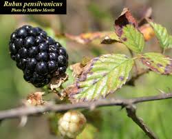Image result for Rubus pinnatus