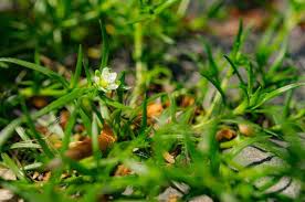 Image result for Sagina