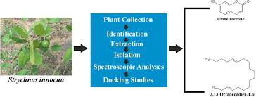 Image result for Strychnos innocua