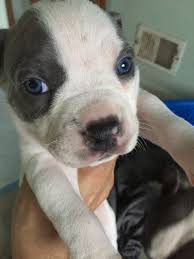 From puppies to seniors, we help dogs of all life stages put their best paw forward with positive dog training classes. American Pit Bull Terrier Puppies For Sale Staten Island Ny 298667