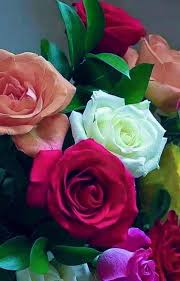 It has a great fragrance and is a sign of. Pin By Albetiza Holanda On Beautiful Flowers Beautiful Rose Flowers Beautiful Flower Names Pretty Flowers