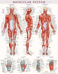 The muscles of the pelvis, hip and buttock anatomical chart shows how each muscle in this area of the body works with the others, and the various minor systems within the major ones. Muscular System Poster Laminated Bar Charts 9781423220664