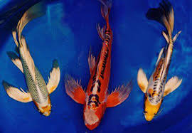 Most of the small schooling tetras can live at least five years properly kept. How Long Do Koi Live