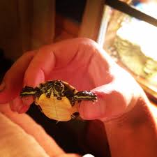 Check spelling or type a new query. The Illegal Sale Of Yellow Bellied Sliders All Things Animal