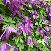 Check spelling or type a new query. Scientific Name Of Clematis