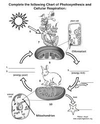 photosynthesis and cellular respiration worksheet 1