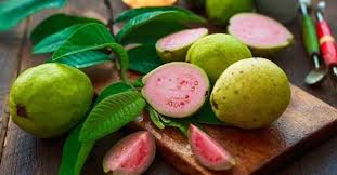 Marga ini beranggotakan sekitar 500 spesies, menyebar luas di wilayah tropis dan ugahari (subtropis) dunia lama. Buka Puasa Dengan Jus Jambu Biji Segar Bisa Tingkatkan Imunitas