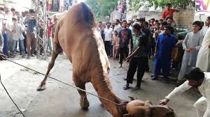 Danger camel run away anari qasai eid ul adha. Angry Camel Qurbani Pakistan 2020 Eid Ul Adha Qurbani 2020 Camel Ran Away Best Video Of Camel Youtube