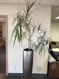 With a bit of moderate light, your pothos can actually reach 40 feet long over time—so it's a plant that can flourish in your home for. How Long Do Plants Live Good Earth Plants