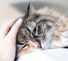 There was no warnings or signs that he was in distress. Sudden Unexplained Death Catwatch Newsletter